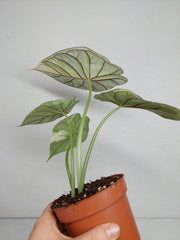 Sad Plants