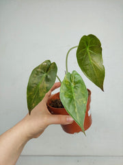 Sad Plants