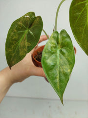 Sad Plants