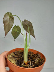 Sad Plants