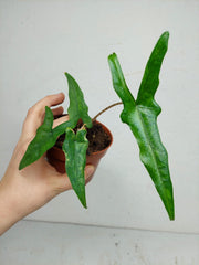 Sad Plants