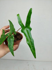 Sad Plants