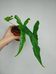 Sad Plants