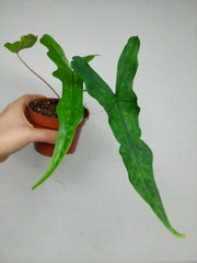 Sad Plants