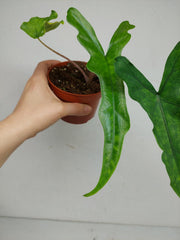 Sad Plants