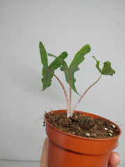Sad Plants
