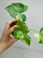Sad Plants