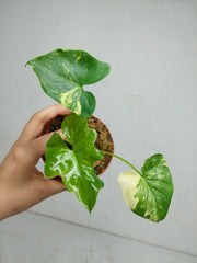 Sad Plants