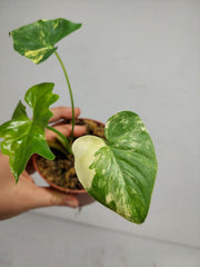 Sad Plants