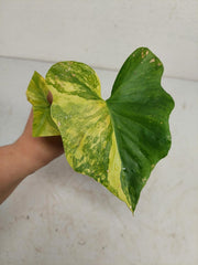 Sad Plants
