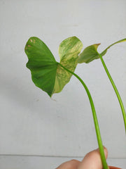 Sad Plants