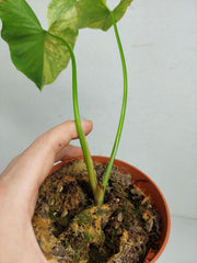 Sad Plants