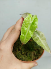 Sad Plants