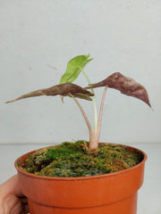 Sad Plants