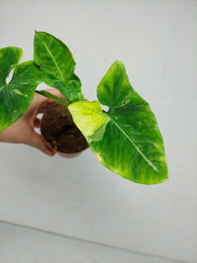 Sad Plants