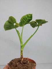 Sad Plants
