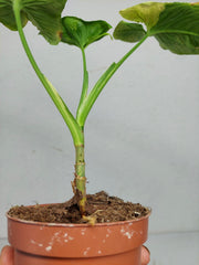 Sad Plants