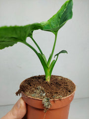 Sad Plants