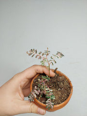 Sad Plants
