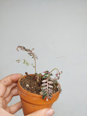 Sad Plants