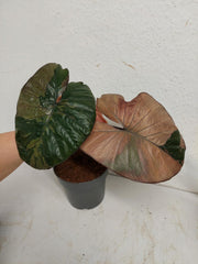 Sad Plants