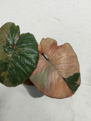Sad Plants