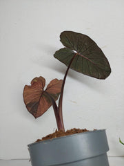Sad Plants