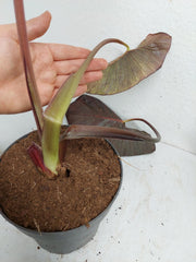 Sad Plants