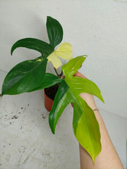 Sad Plants