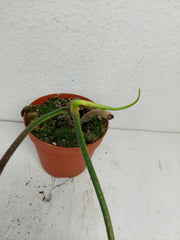 Sad Plants