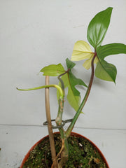 Sad Plants