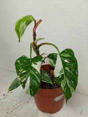 Sad Plants