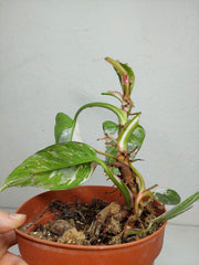 Sad Plants