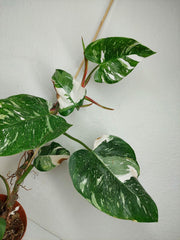 Sad Plants