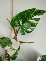 Sad Plants