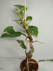 Sad Plants