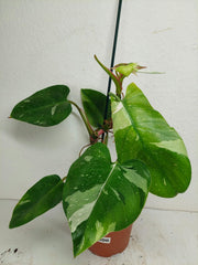 Sad Plants