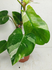 Sad Plants