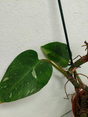 Sad Plants