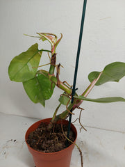 Sad Plants