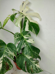 Sad Plants