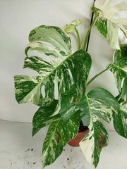 Sad Plants