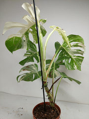 Sad Plants