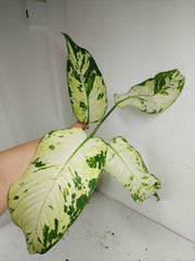 Sad Plants