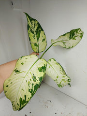 Sad Plants
