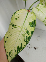Sad Plants