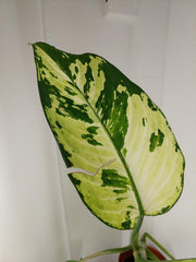 Sad Plants