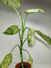 Sad Plants