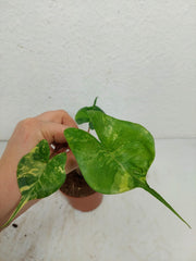Sad Plants