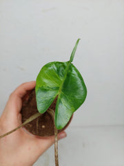 Sad Plants